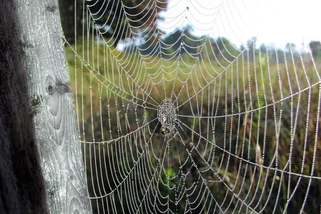 Unravelling Identity: Spider-Man's Lessons for Narrative Therapy - Cerebra Counselling Services